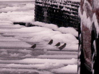 雀たち　3.11　2015