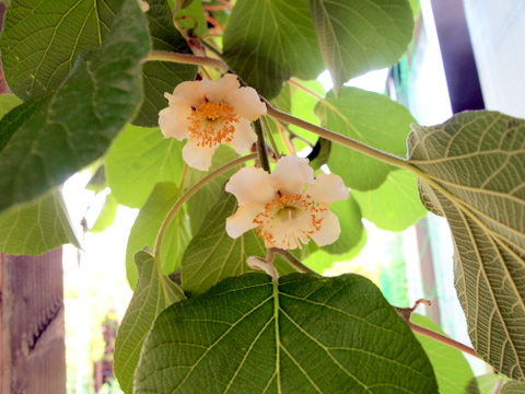 キウイの花　5月27日