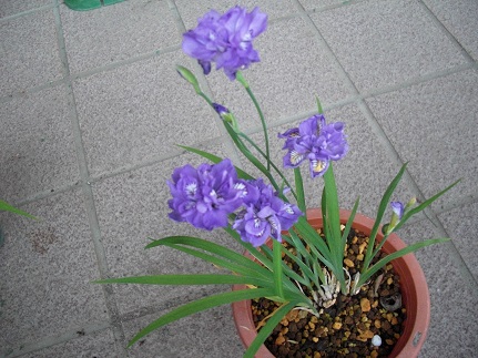 20130527姫シャガ八重.jpg