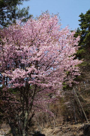 桜140503