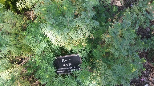 121.JPG