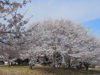 柏原池公園２