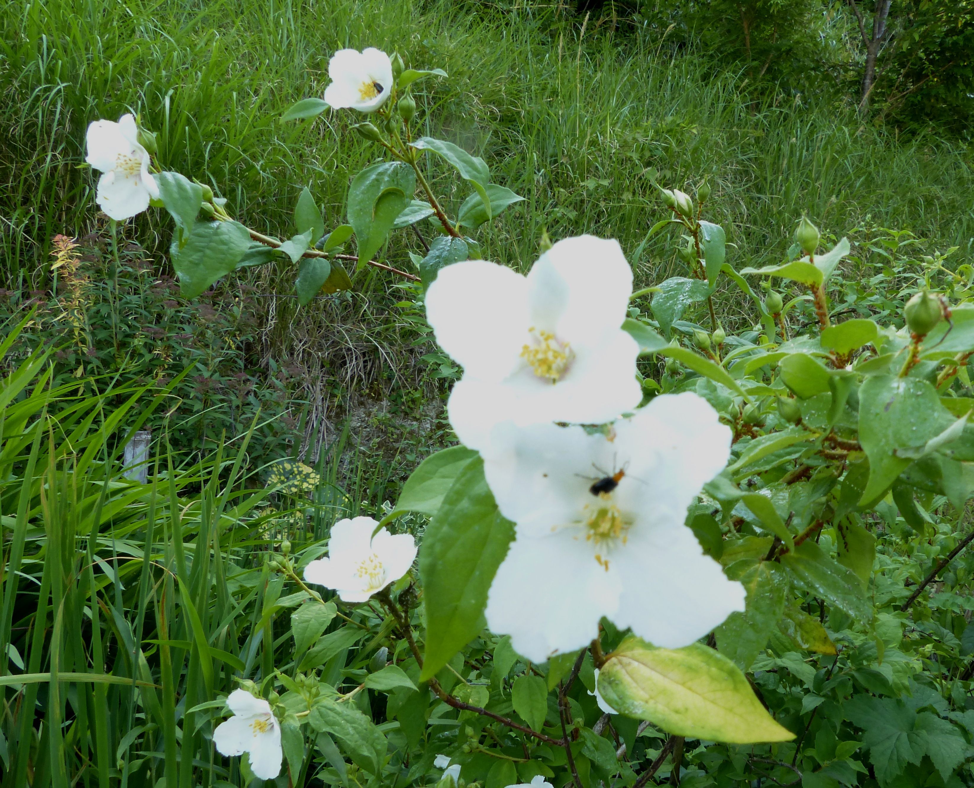 匂う垣根に バイカウツギの花 オープンガーデン 楽天ブログ