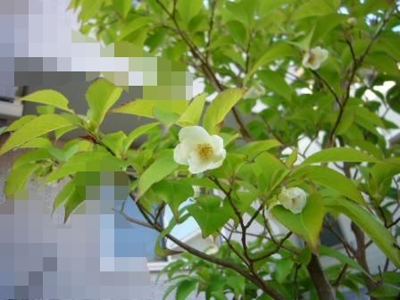 散歩 草花記 ヒメシャラが咲きました 特に何もなかった一日 ワルディーの京都案内 楽天ブログ