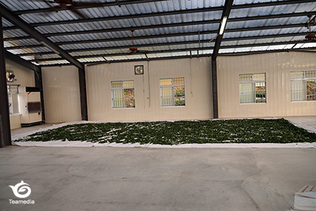 日光萎凋終わる直前