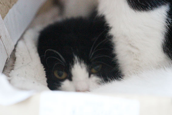 我が家のニャンコ♪2015/1/27-3