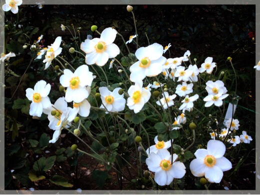 プラフ18番館の秋明菊