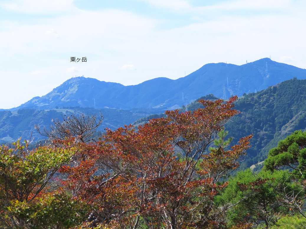 ★島田市・どうだん原の紅葉 ドウダンツツジの紅葉 | 古ギャルの山登りとガーデニングで楽しく^^ - 楽天ブログ