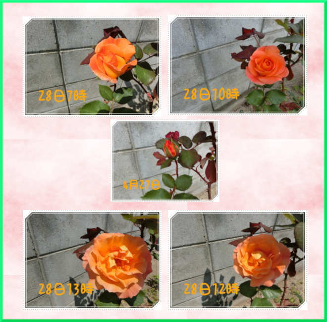 薔薇の花 ７１１の部屋 楽天ブログ