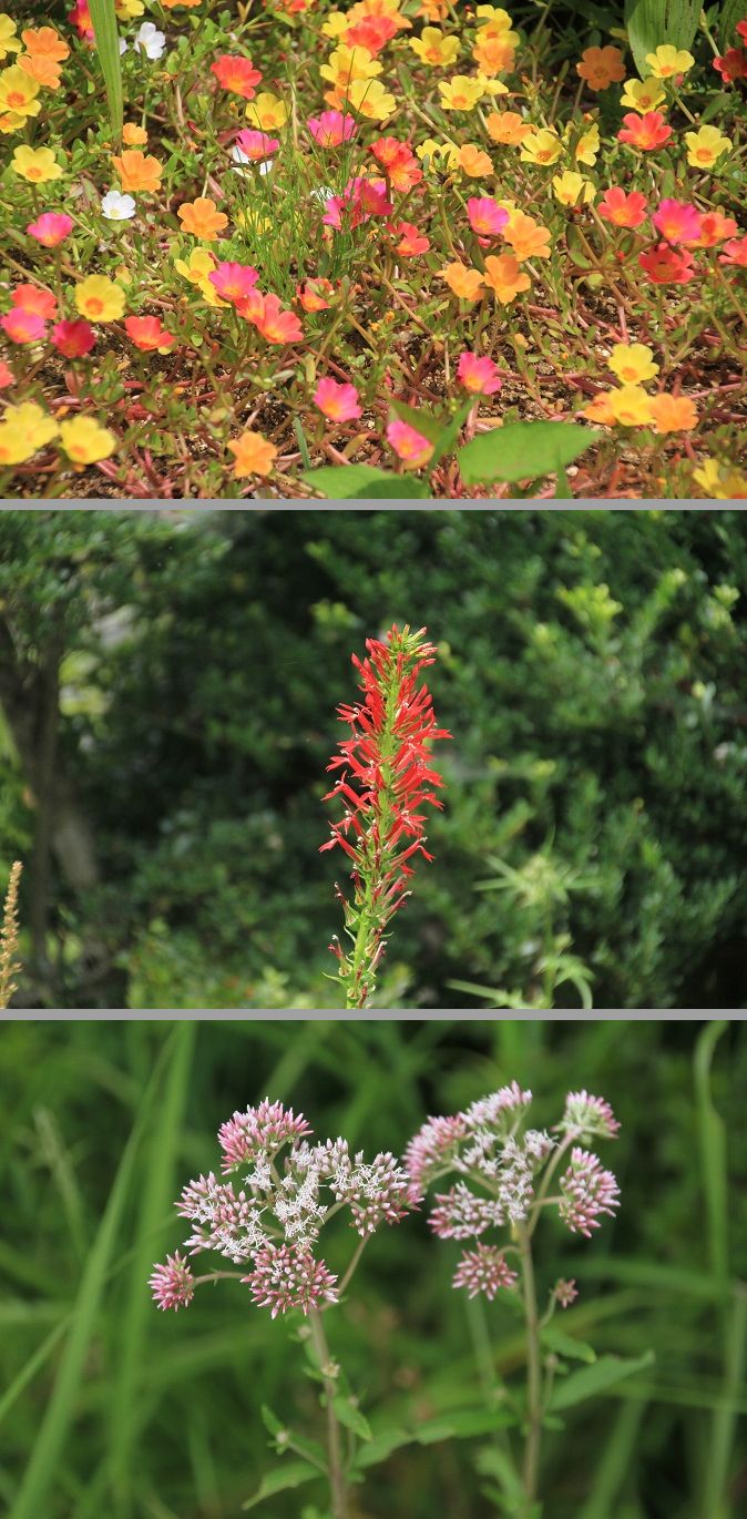 箱根湿性花園３