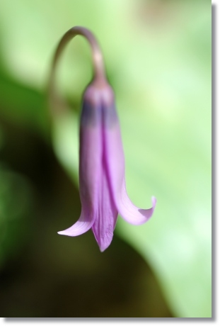 樹木公園-20 カタクリ-7 14.4.2