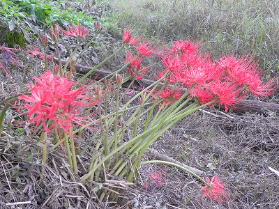 DSCN9460.jpg