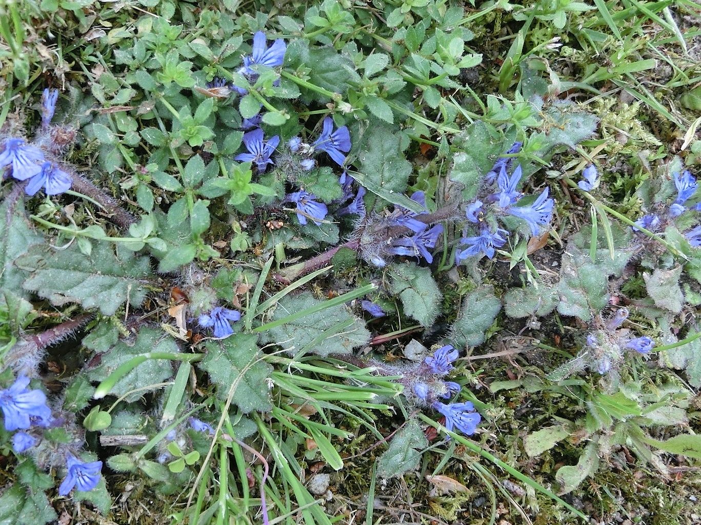 萬葉植物園にて ムラサキサギゴケ ヘビイチゴ キランソウ だい のひとりごと 楽天ブログ