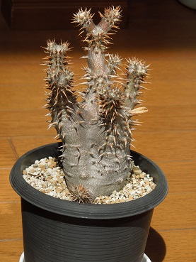 デンシフローラム3-16-1