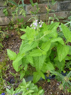 P1210750ss.jpg