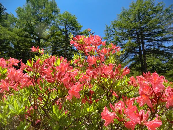 日本一のレンゲツツジ咲く 湯の丸高原へ 花を訪ねる山旅 楽天ブログ