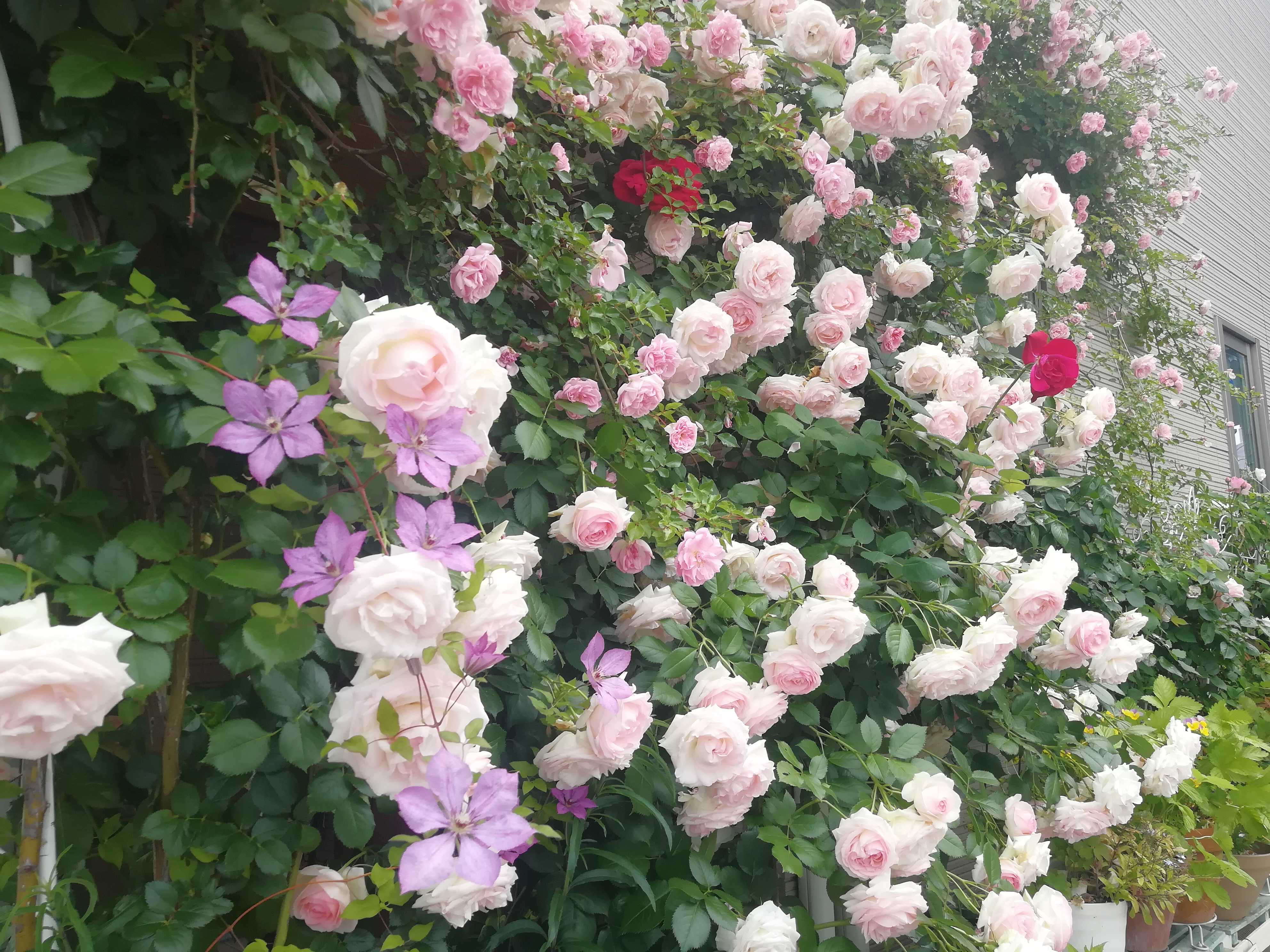 ロンサール、ナエマ、ガリカ | 庭がなくても鉢バラでローズガーデン - 楽天ブログ