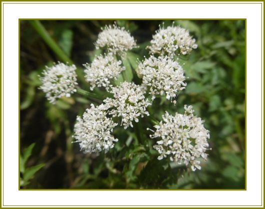 ７月31日 芹の花線香花火冷ややかに 花の歳時記 天南星の魅力 山野草 楽天ブログ