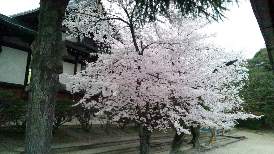 0402 桜2