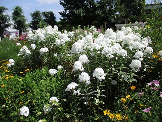 IMG_6861ss.jpg