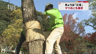 tysnews_岩国・立冬でマツのコモ巻き.jpg
