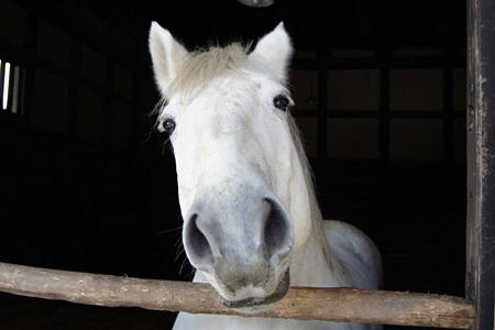 遠野ふるさと村・白雪ちゃん