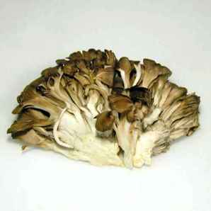 maitake2.jpg
