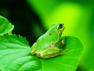アマガエル　7.18　2016　ｐ