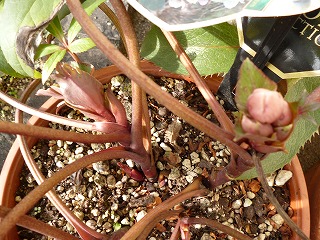 P1010269ss.jpg