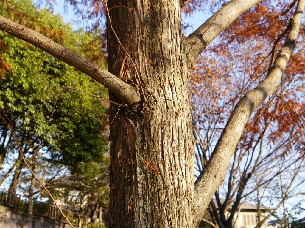 P1090287.JPG