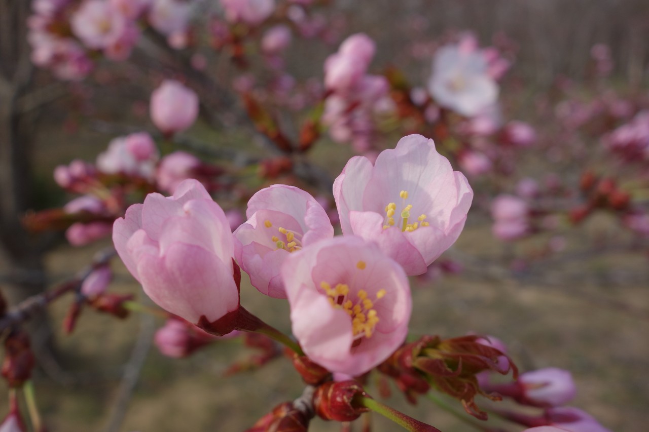 オホーツク　網走市　天都山　桜の開花　３