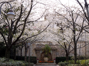 20120407_ﾋﾟｸﾆｯｸｴﾘｱ.JPG