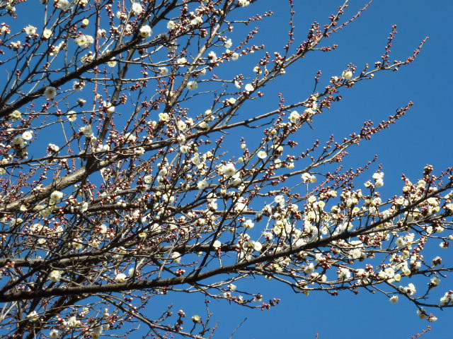 4 梅の花