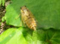 せみ、ブレブレ