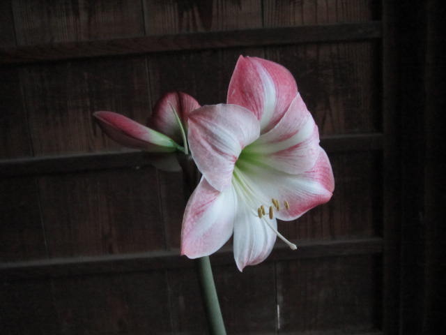 アマリリスが咲きました