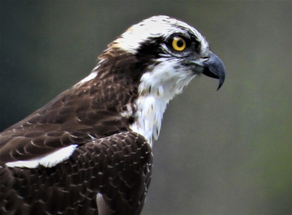 ミサゴ のん木ぶろぐ 楽天ブログ