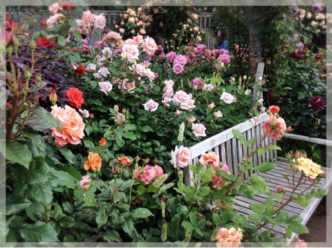 ローズ&グラスガーデン