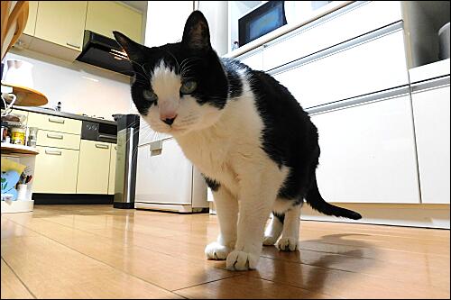 留守電 耳 ミミ とチャッピの布団 楽天ブログ