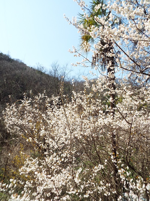 ヤマザクラ（山桜）