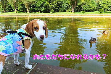 20150821お友達になれる鴨？