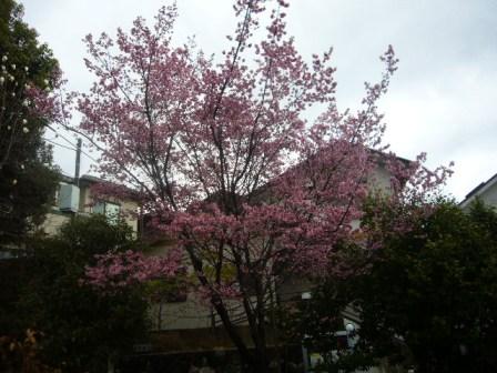 P1160337（桜）.jpg