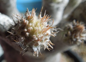 パキポディウム1-11