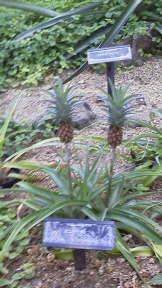 フォト♪ 219 - コピー.JPG