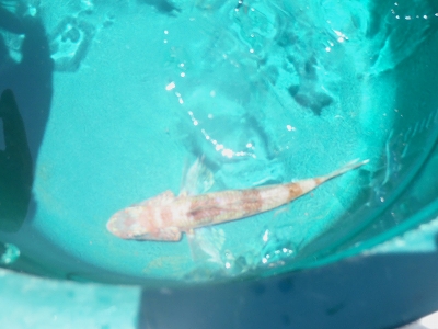 沖縄深海魚採集2013年7月下旬3　ハタタテヒメ（Aulopus sp.）