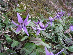 003 (300x225) (2).jpg