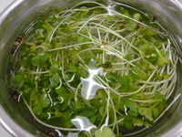 P1010067