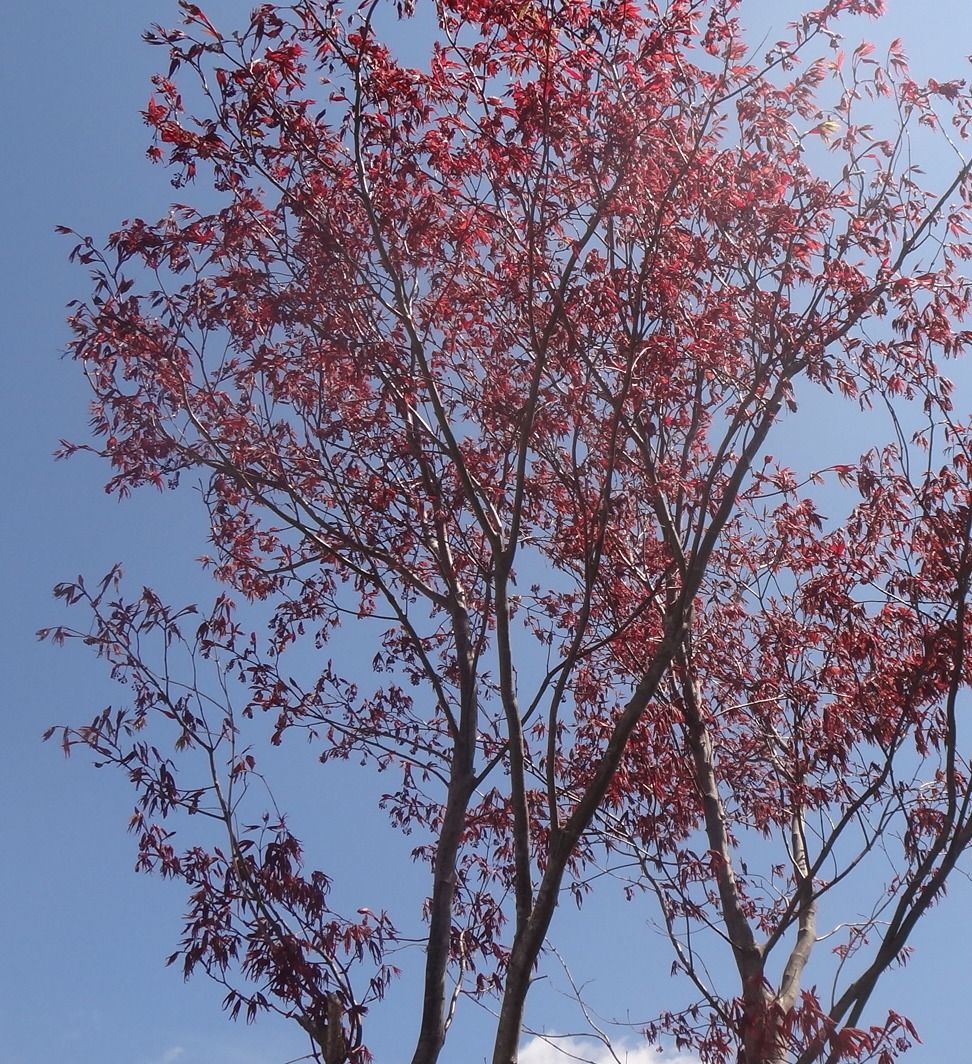 我が家の庭のモミジ 夏に真っ赤に紅葉する 健康法 病気 花 愛猫のことなどアレコレ ガリレオ二世の気まぐれ日記 楽天ブログ