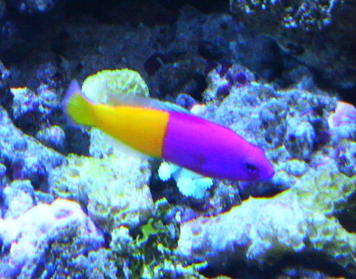 ツートンカラーの魚