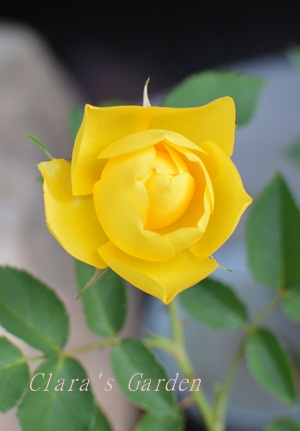 DSC_0006.JPG