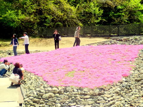 赤い芝桜